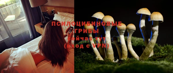 шишки Приозерск